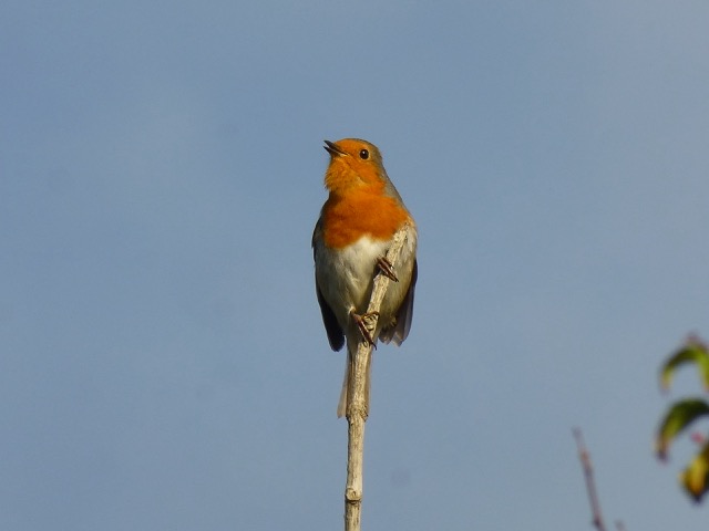 Vogelstimmen und Musik am Samstag, 27. September 2025 - 11 Uhr